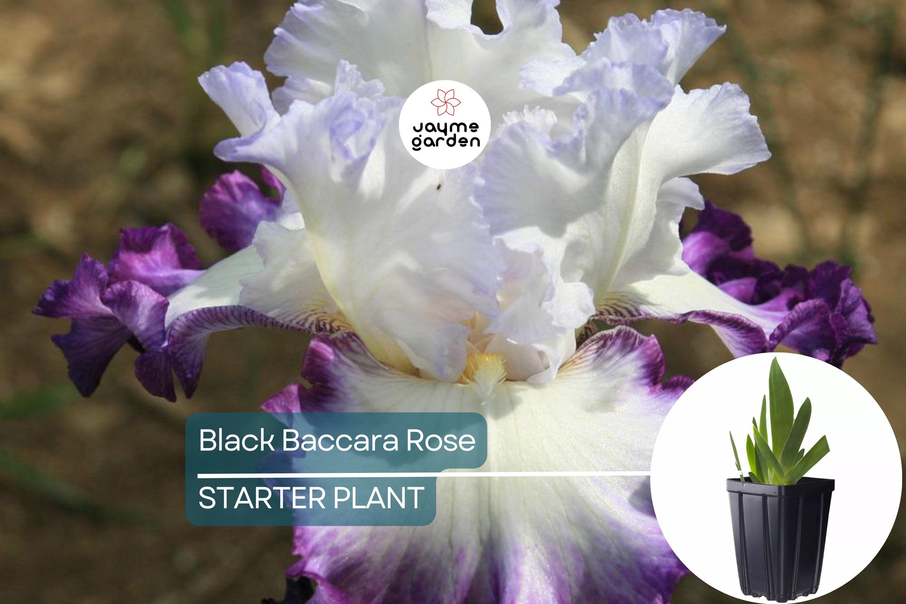 Center Ice Iris Plant – Quart Pot | Large Purple & White Flowers | Hardy Perennial | Zones 3-10