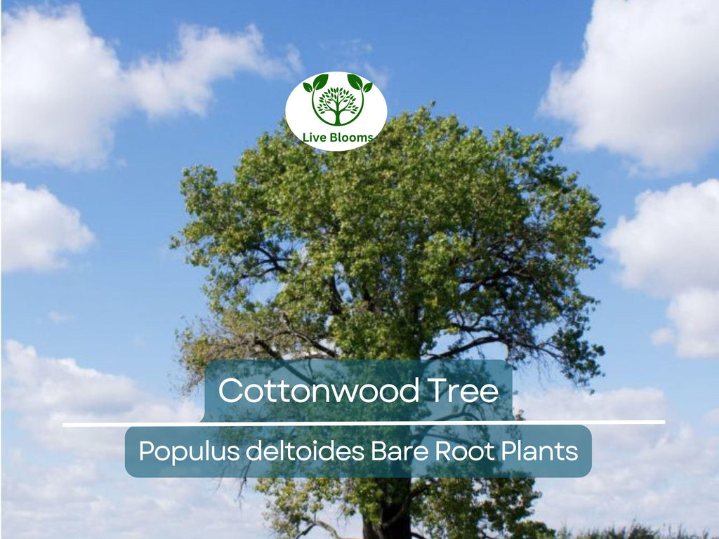 1 Cottonwood Tree – 1–2 Ft Live Bare Root Plant – Populus Deltoides Sapling – Super Fast Growing Shade Tree for Large Landscapes