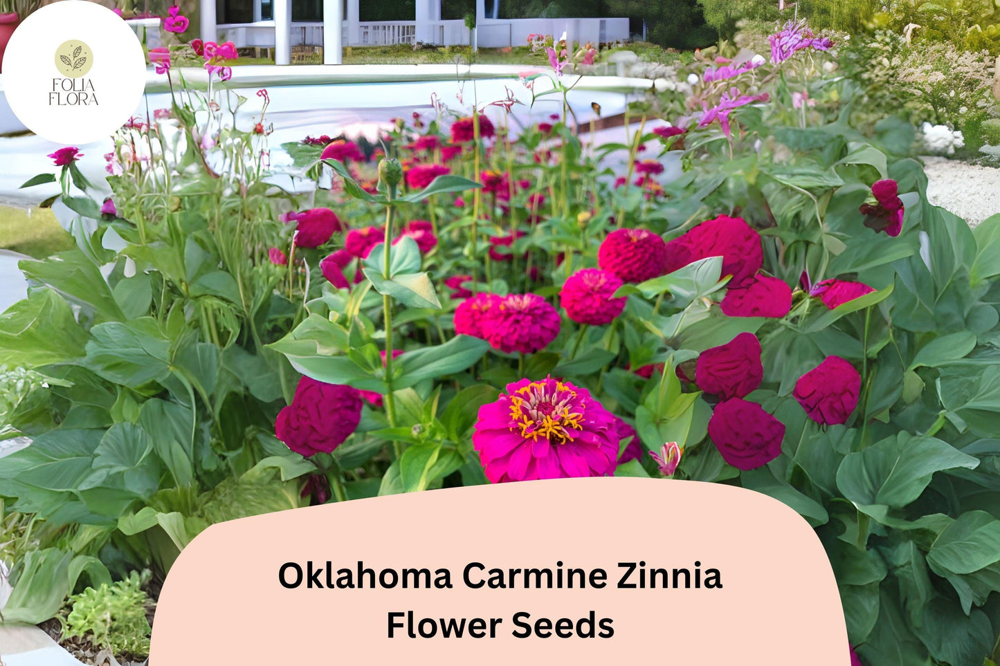 100+ Oklahoma Carmine Zinnia Seeds – Rich Rose-Red Blooms for Garden Planting, Borders & Cut Flowers