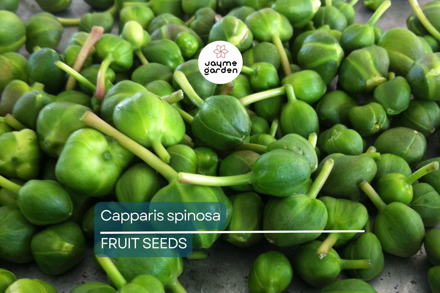 50 Caper Seeds (Capparis spinosa) - Non-GMO | Grow Your Own Caper Bush | Edible Buds & Berries | Perennial Herb | Free Shipping