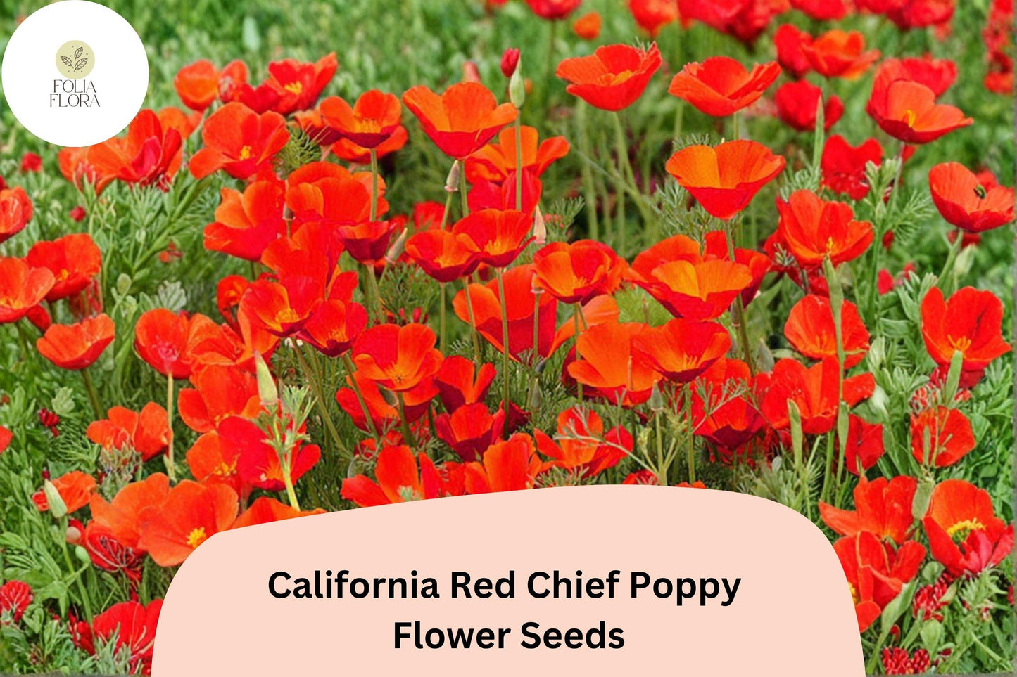 200+ California Red Chief Poppy Seeds for Garden Planting - Stunning Wildflowers
