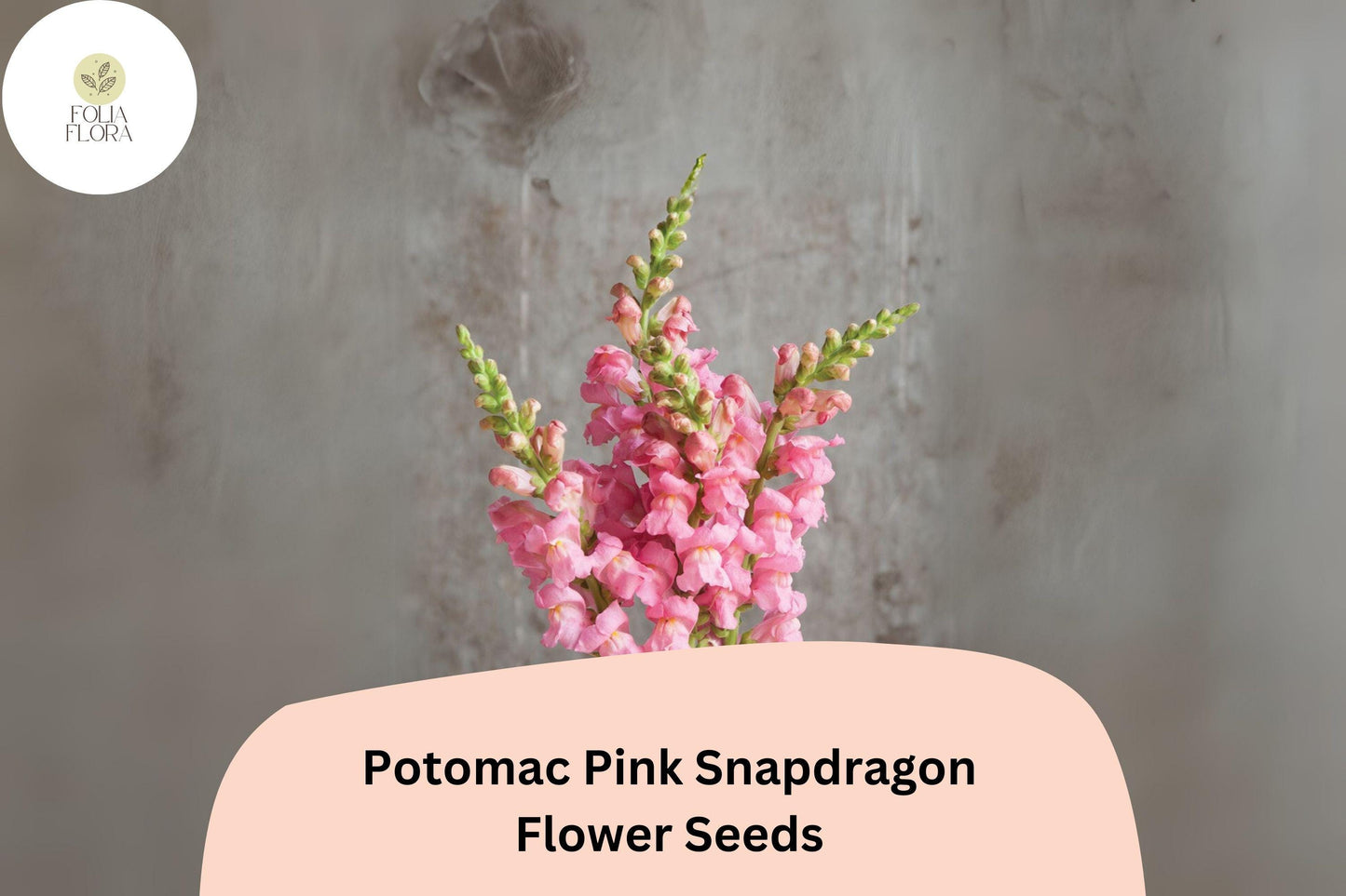 Antirrhinum majus Potomac Pink Snapdragon Seeds – 1000+ Soft Pink Blooms for Garden & Cut Flowers