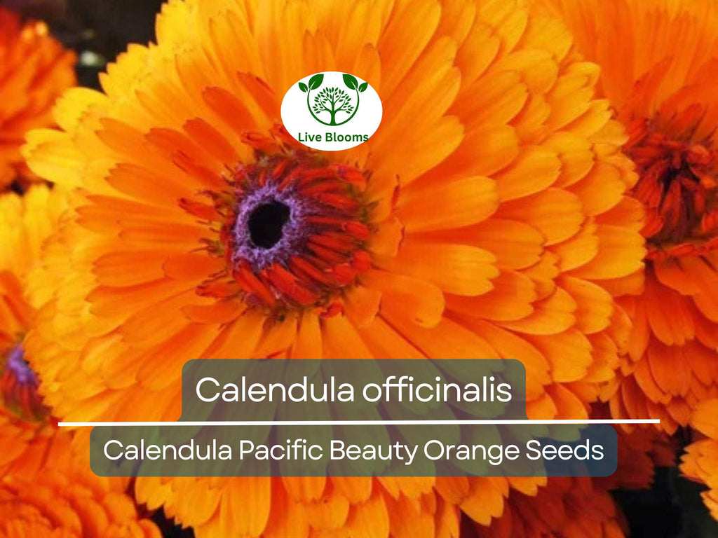 100 Seeds Calendula Pacific Beauty Orange (Calendula officinalis) - Bright Orange Flowers for Planting, Garden, Pollinator-Friendly, Herb