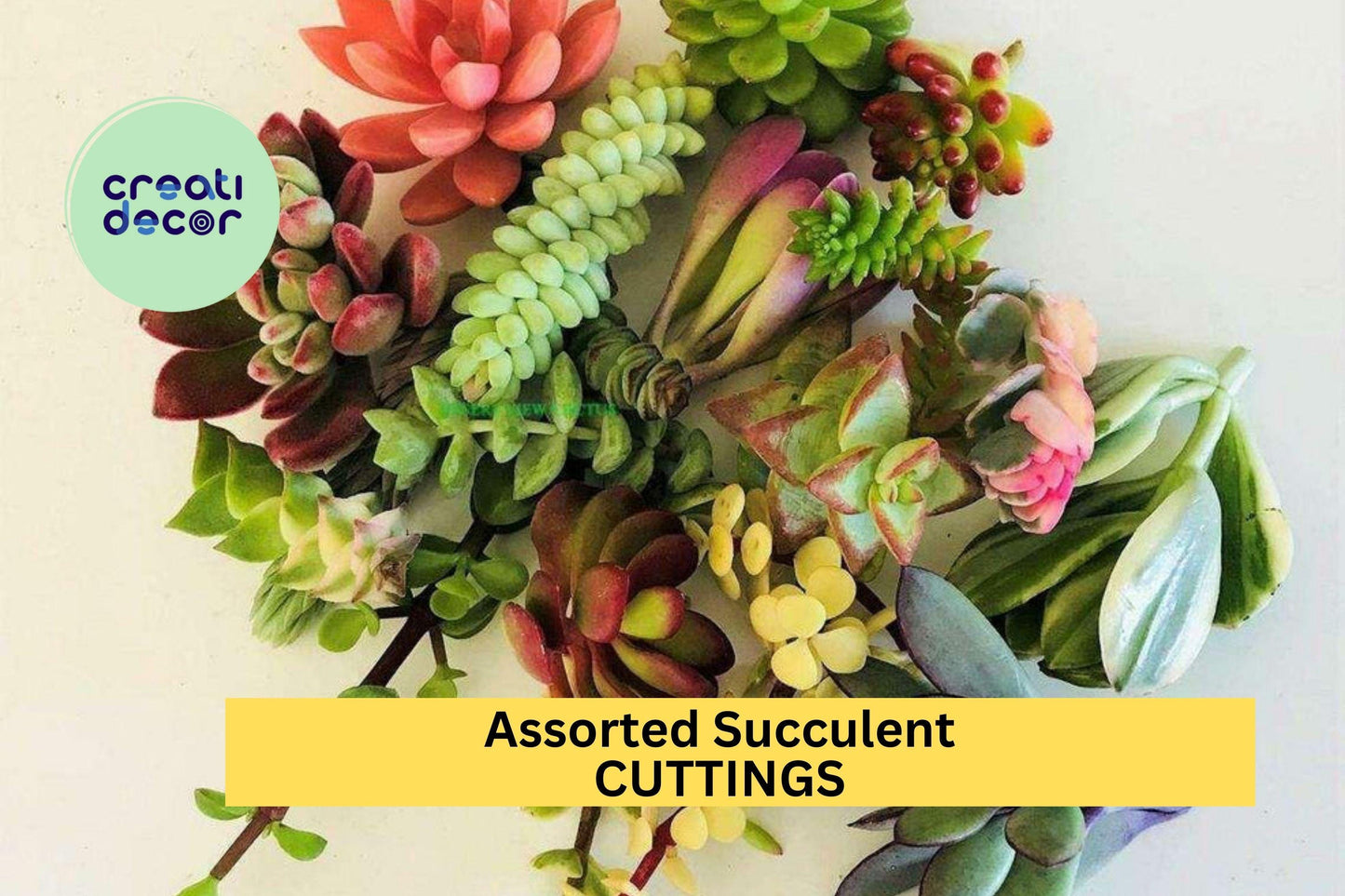 10 Assorted Succulent Cuttings – Clippings for Dish Gardens, Terrariums & Fairy Gardens, Easy Rooting Variety Mix – USA
