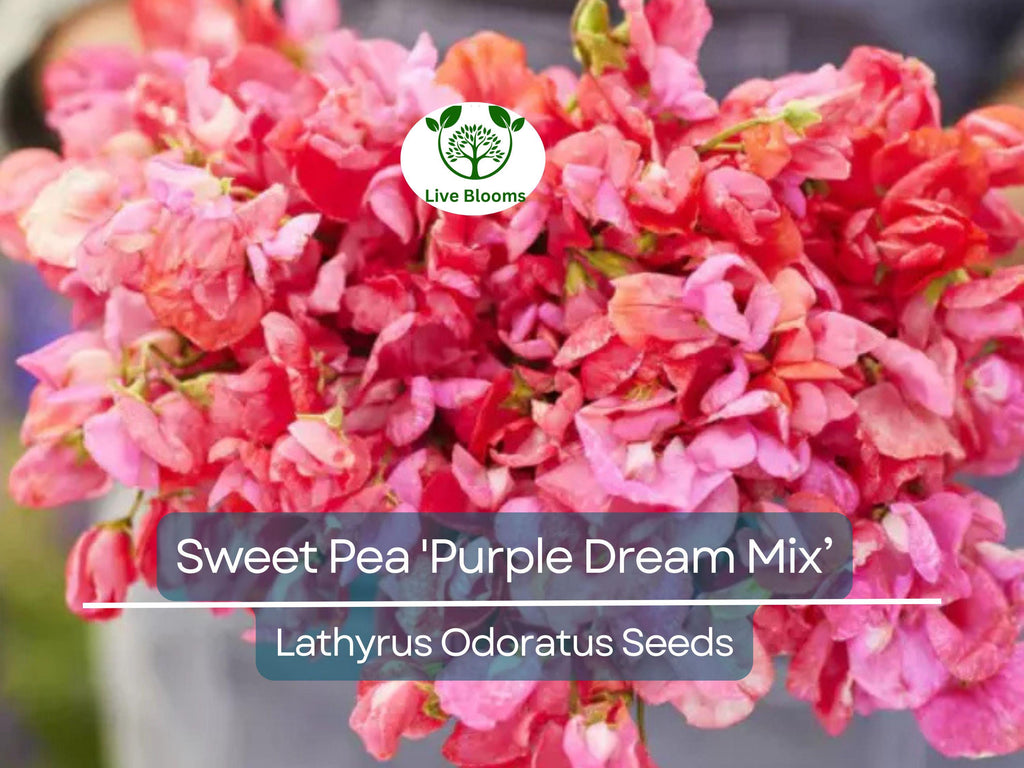 15 Seeds Sweet Pea 'Purple Dream Mix' Fragrant Climbing Vine Flowers Non-GMO - Lathyrus Odoratus, Beautiful Garden Plants, Easy to Grow
