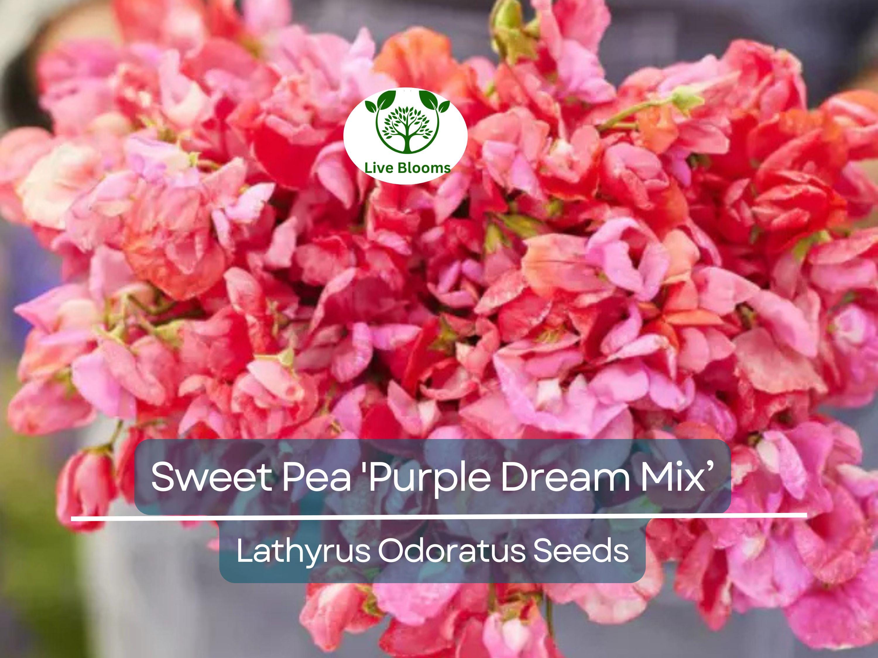 15 Seeds Sweet Pea 'Purple Dream Mix' Fragrant Climbing Vine Flowers Non-GMO - Lathyrus Odoratus, Beautiful Garden Plants, Easy to Grow
