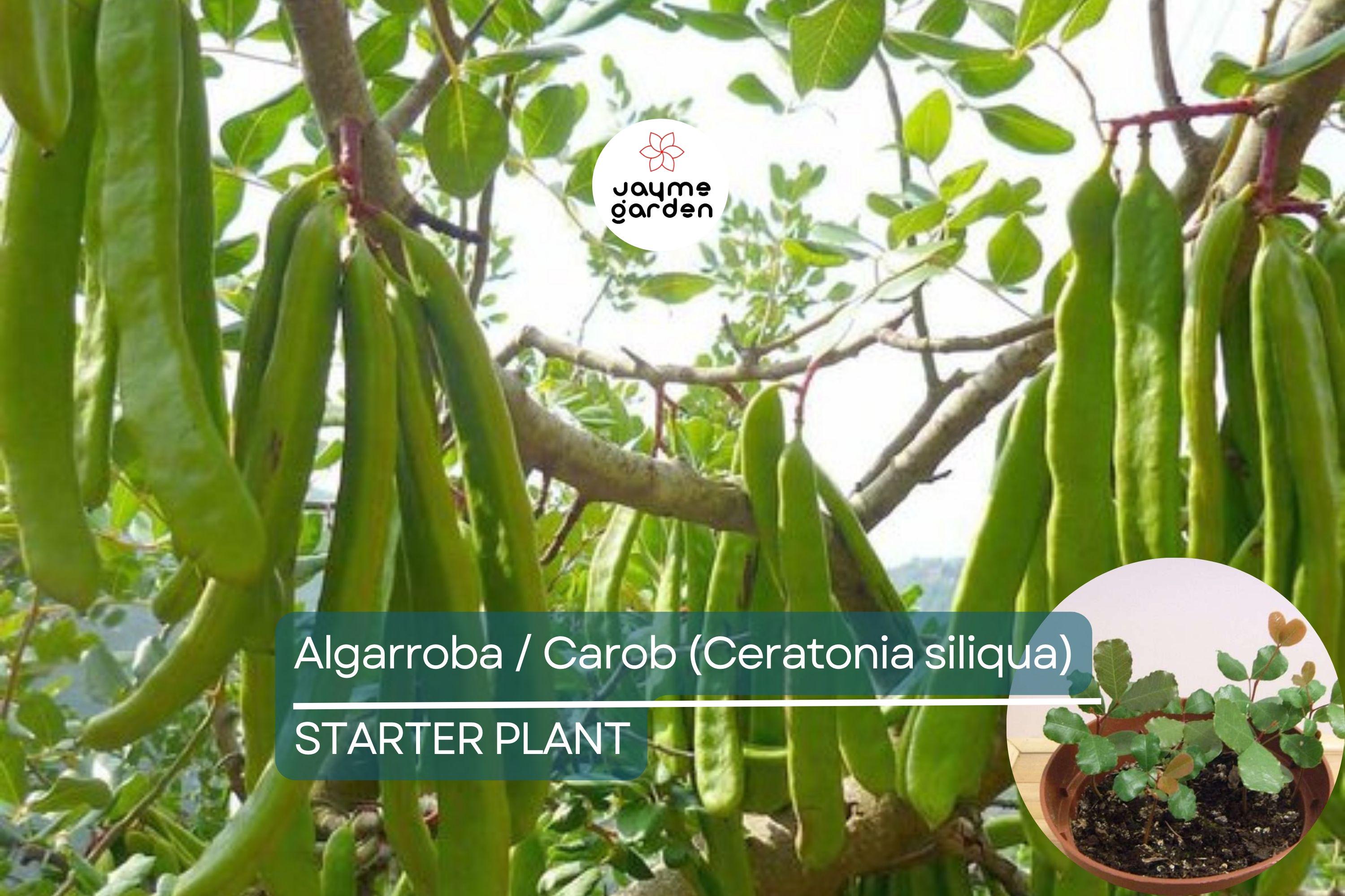 Carob Tree Starter Plant - Algarroba (Ceratonia siliqua) 12”-24” | Nutrient-Rich, Easy-Care Tree for Garden