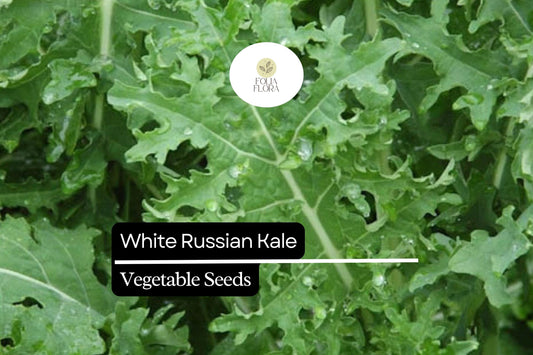 200 Seeds White Russian Kale (Brassica napus) – Tender, Sweet, and Frost-Hardy Kale Variety