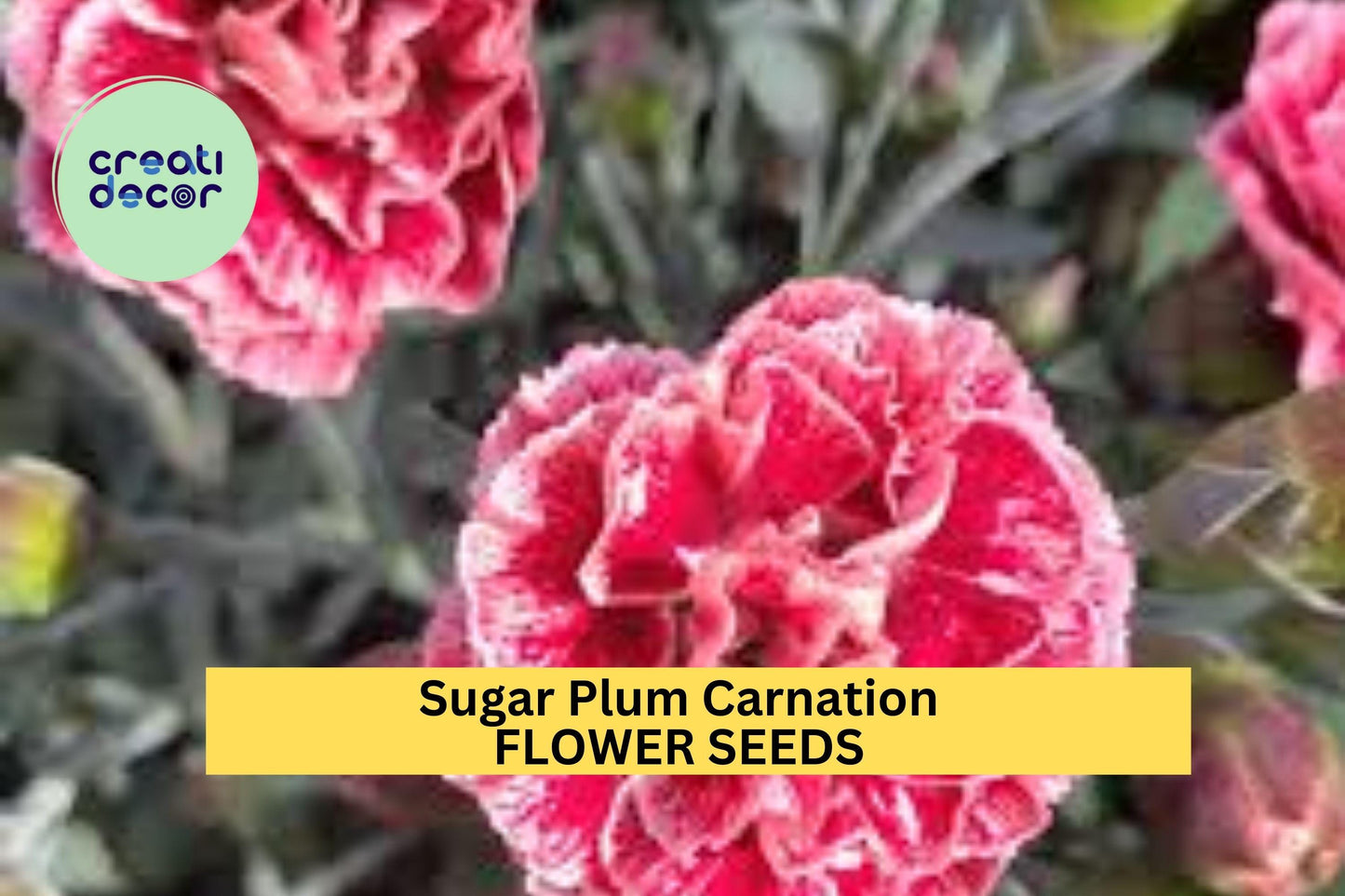 200+ Sugar Plum Carnation Seeds – Ruffled Plum-Pink Blooms for Garden Planting, Fragrant Cut Flowers for Beds & Bouquets – USA
