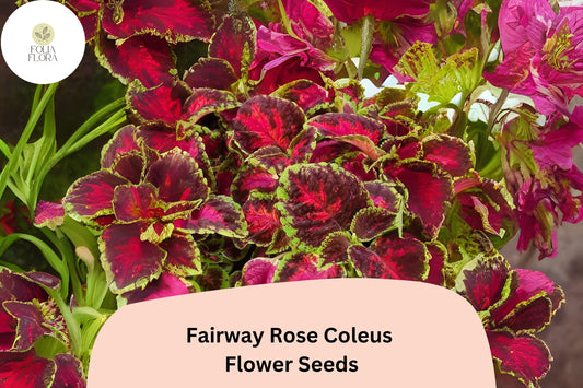 25+ Fairway Rose Coleus Seeds for Planting | Compact Shade Plant | Pink Red Foliage Annual | Garden Bedding Seeds