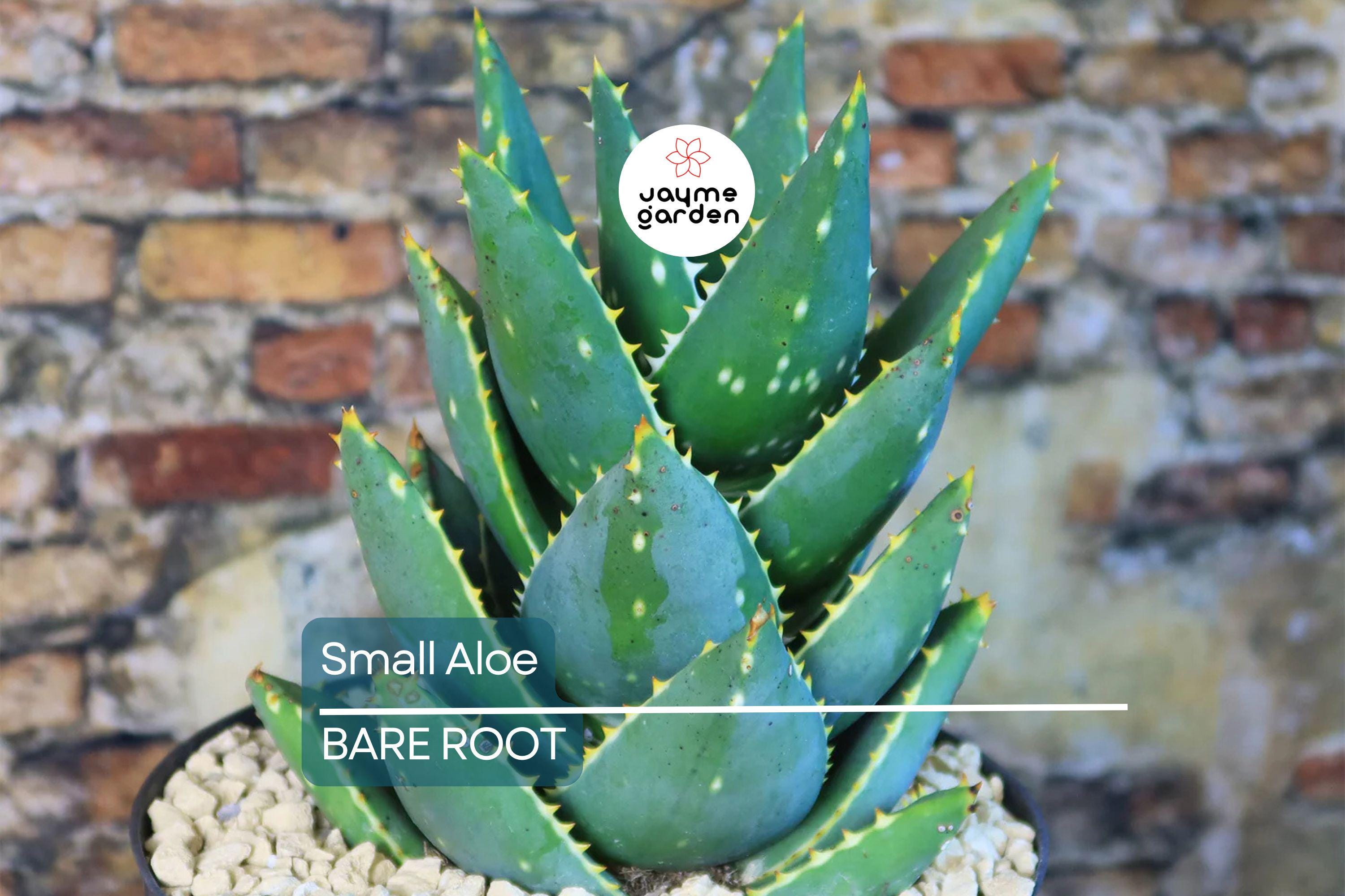 5 Small Aloe Vera Plants - Bare Root Live Plants Ready to Plant - Easy Care Succulent