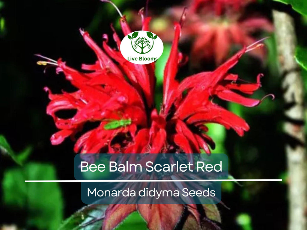 20 Bee Balm Scarlet Red Seeds | Monarda Didyma, Perennial, Hummingbird-Friendly, Non-GMO, Vibrant Red Blooms for Garden