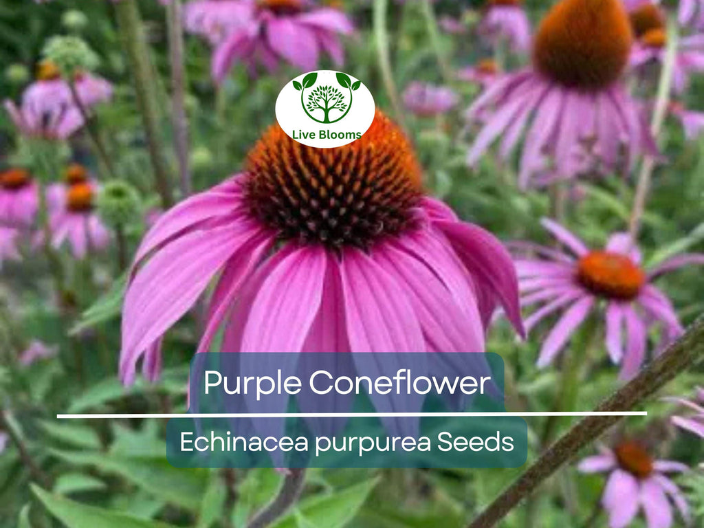 200 Seeds Purple Coneflower Echinacea Purpurea Perennial Pollinator Flowers Non-GMO, Hardy, Cut Flowers, Easy to Grow, Garden Plant