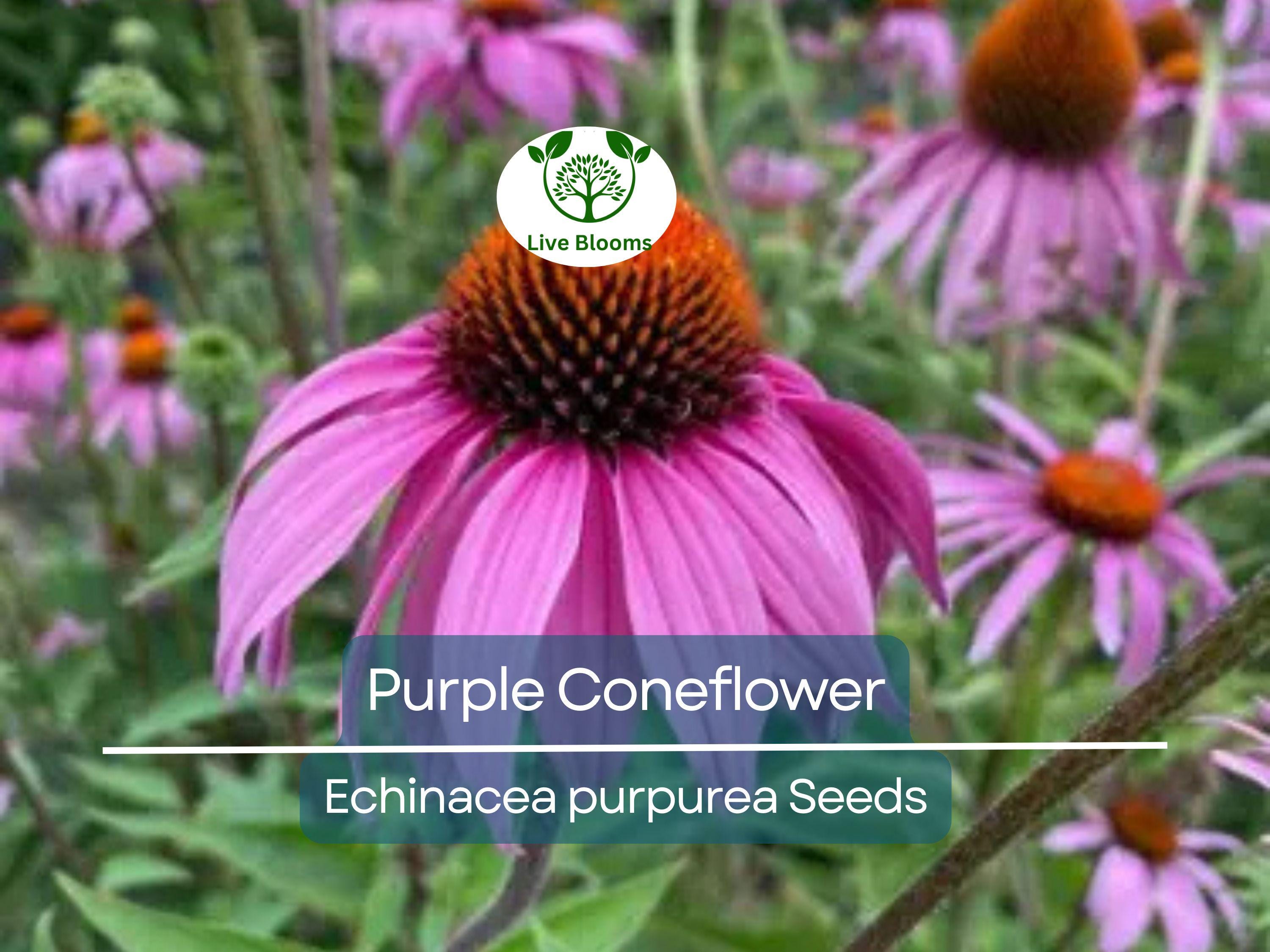 200 Seeds Purple Coneflower Echinacea Purpurea Perennial Pollinator Flowers Non-GMO, Hardy, Cut Flowers, Easy to Grow, Garden Plant