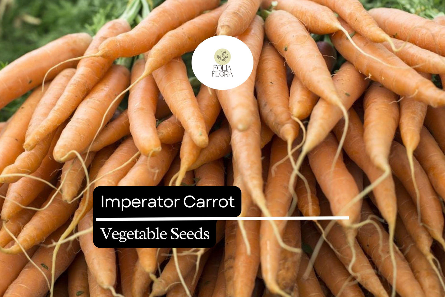 300 Imperator Carrot Seeds – Daucus carota – Heirloom, Long & Sweet, Crisp Texture, Perfect for Juicing