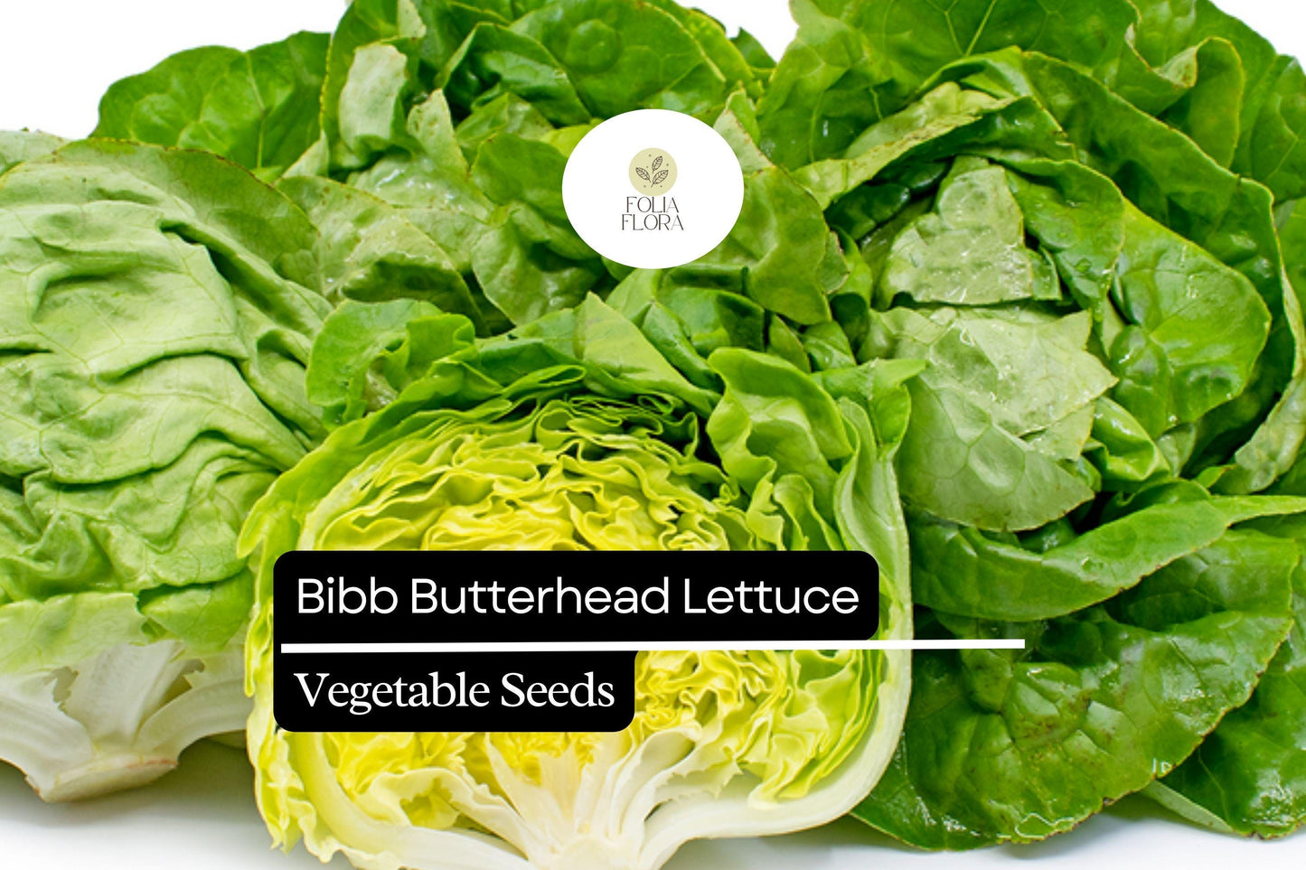 500 Seeds Bibb Lettuce - Lactuca sativa, Butterhead Lettuce Variety, Crisp and Tender, Perfect for Salads and Wraps