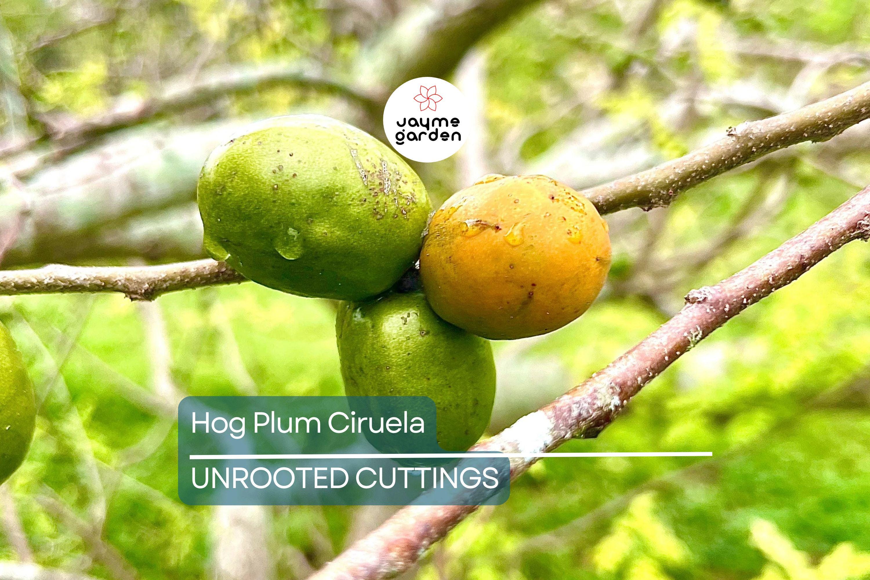 Hog Plum (Spondias Purpurea) – 5 Fresh Unrooted Spanish Plum Cuttings, 8"-10” Long