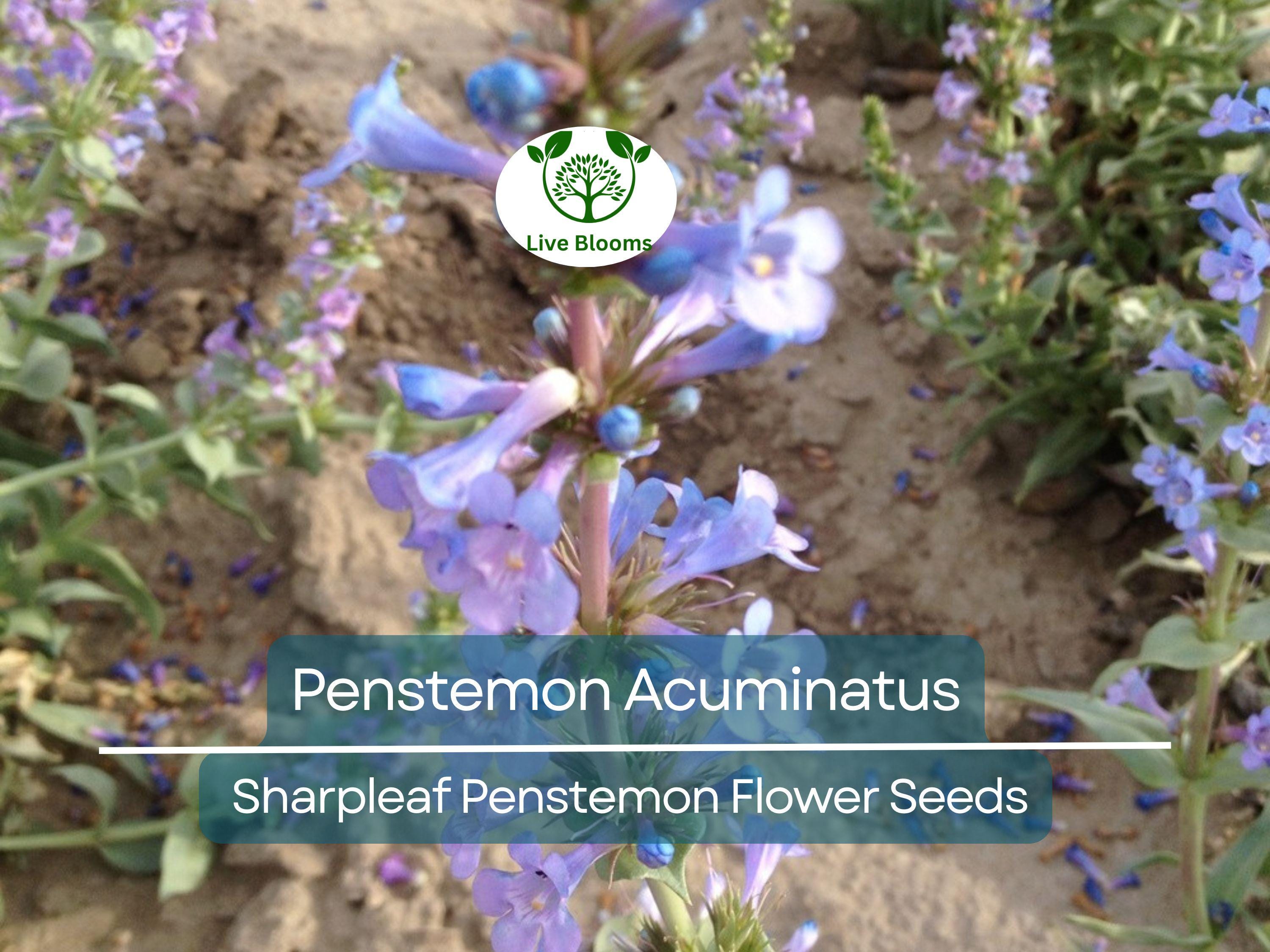 100 mg Seeds Penstemon Acuminatus (Sharpleaf Penstemon) for Planting | Native Perennial Wildflower for Pollinator Gardens & Landscaping