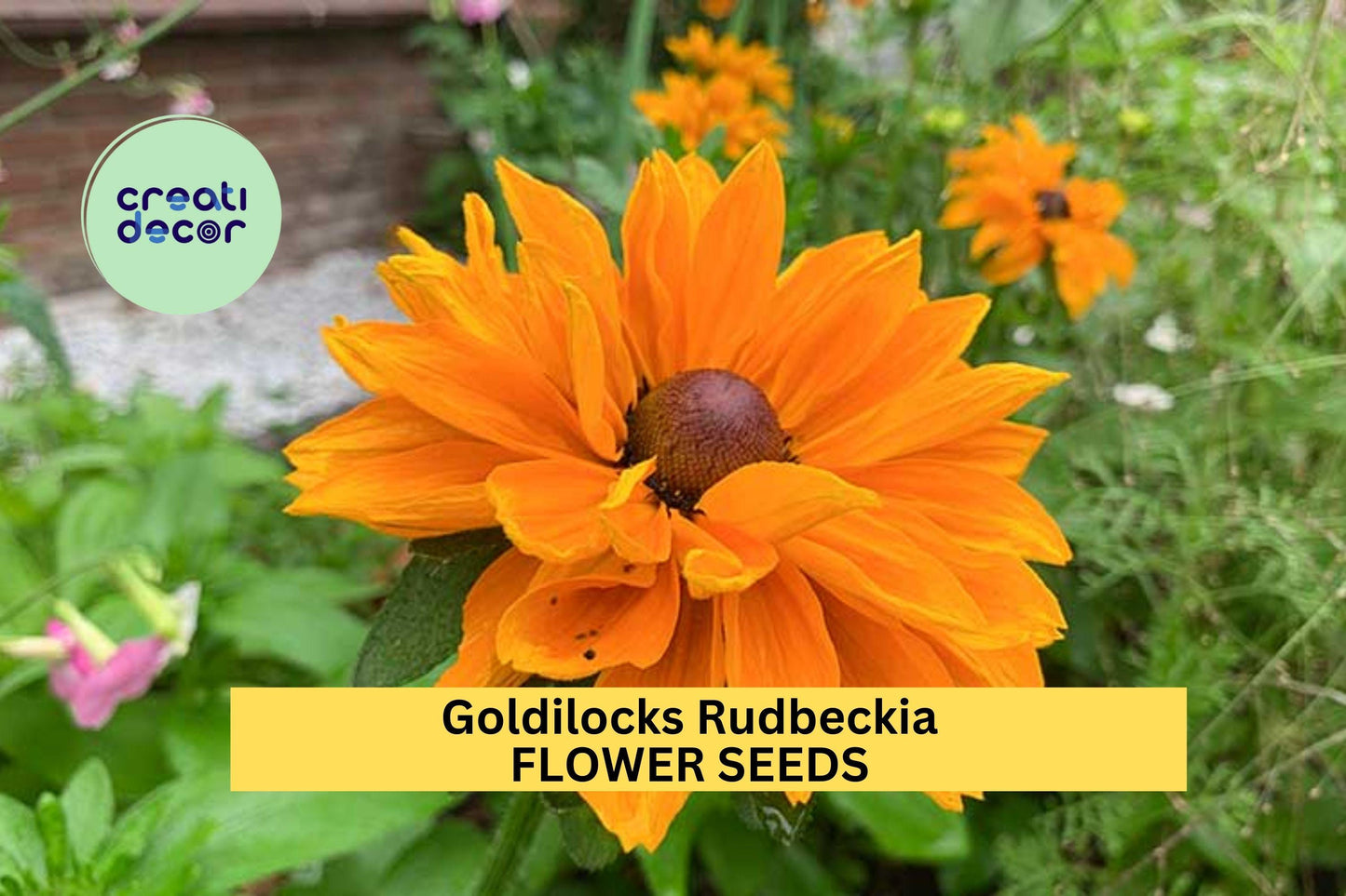 200+ Goldilocks Rudbeckia Seeds – Golden-Orange Double Blooms for Garden Planting, Pollinator-Friendly Annuals – USA