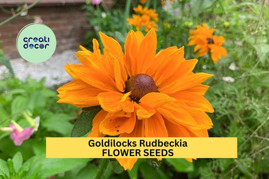 200+ Goldilocks Rudbeckia Seeds – Golden-Orange Double Blooms for Garden Planting, Pollinator-Friendly Annuals – USA