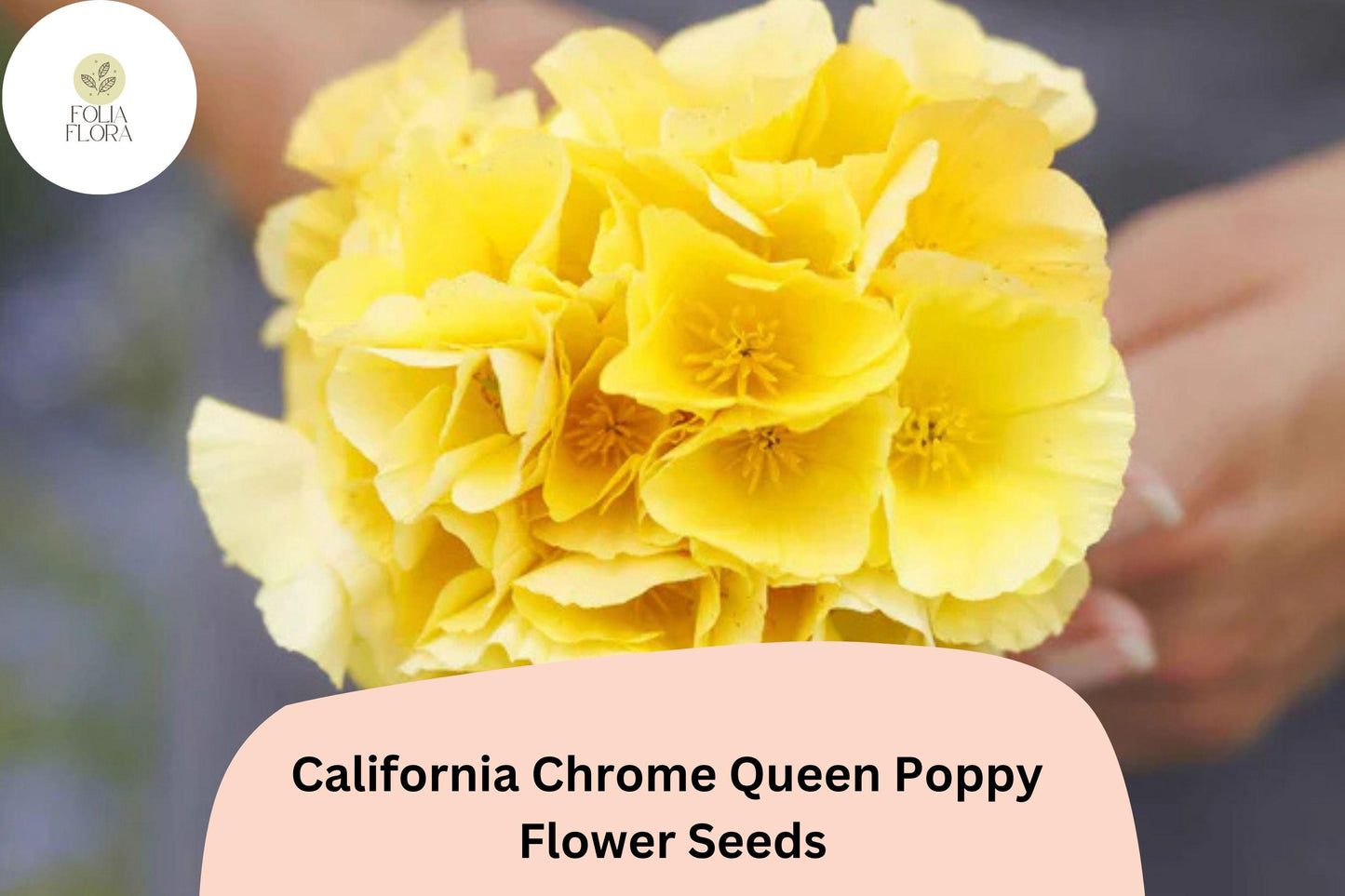 200+ California Chrome Queen Poppy Seeds | Eschscholzia californica | Bright Yellow Blooms | Easy Wildflower Seeds