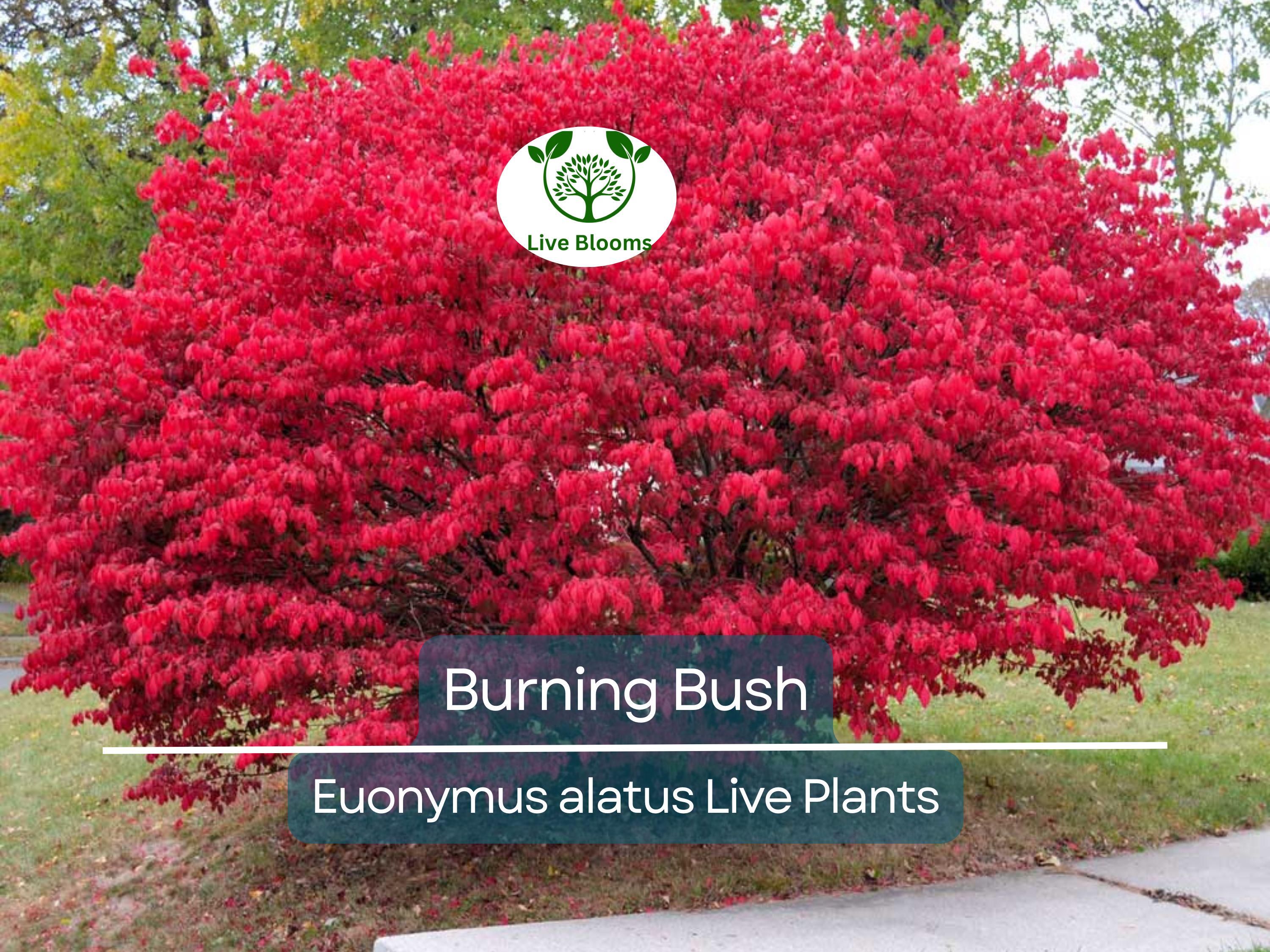 1 Burning Bush Live Plant – Euonymus Alatus Shrub, 1 Year Old, Rooted, Not Cutting – Vibrant Fall Color, Ornamental Hedge