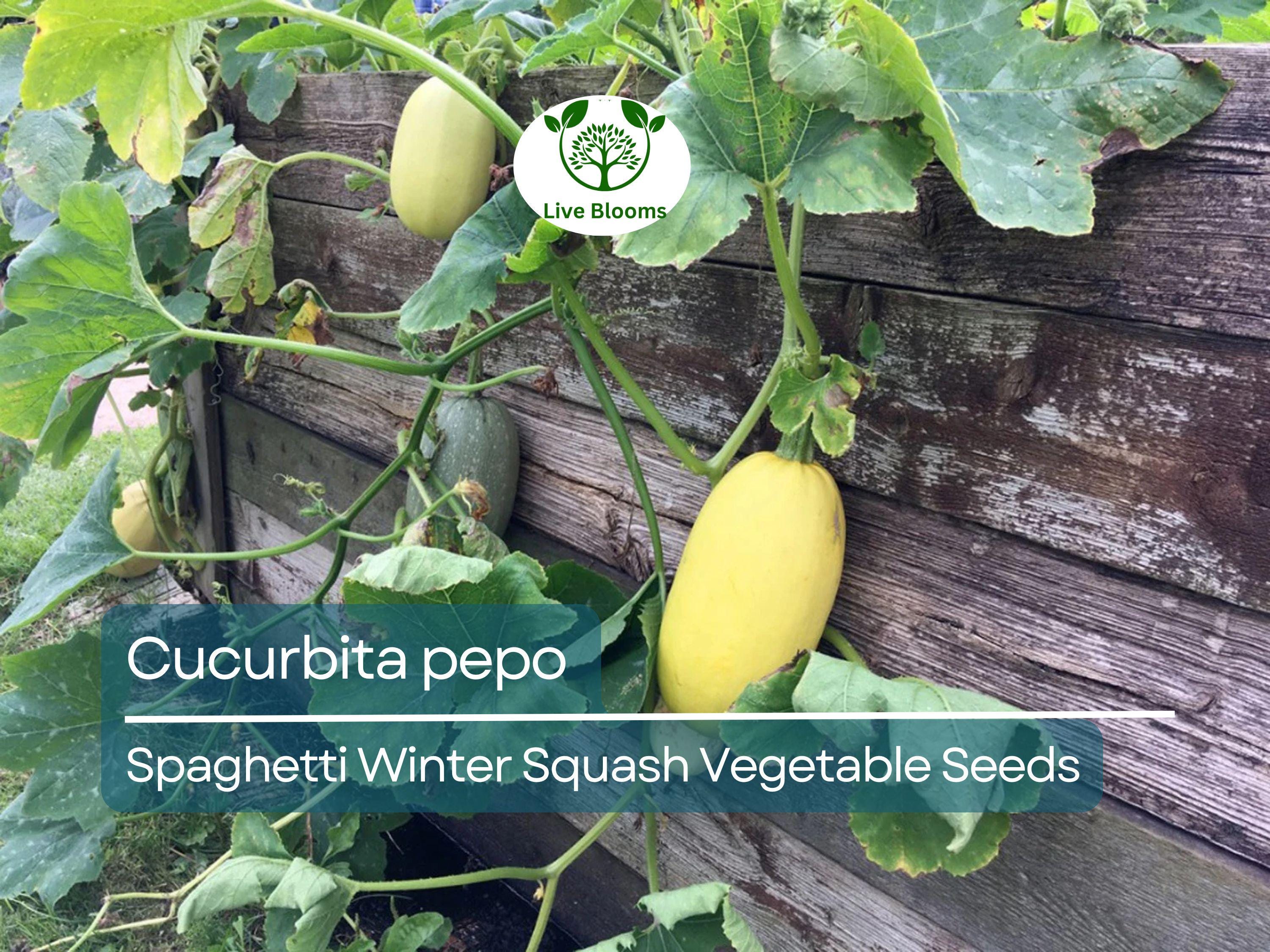1000 mg Spaghetti Winter Squash Seeds - Cucurbita pepo | Heirloom Squash for Planting, Gardening & Healthy Pasta Alternative