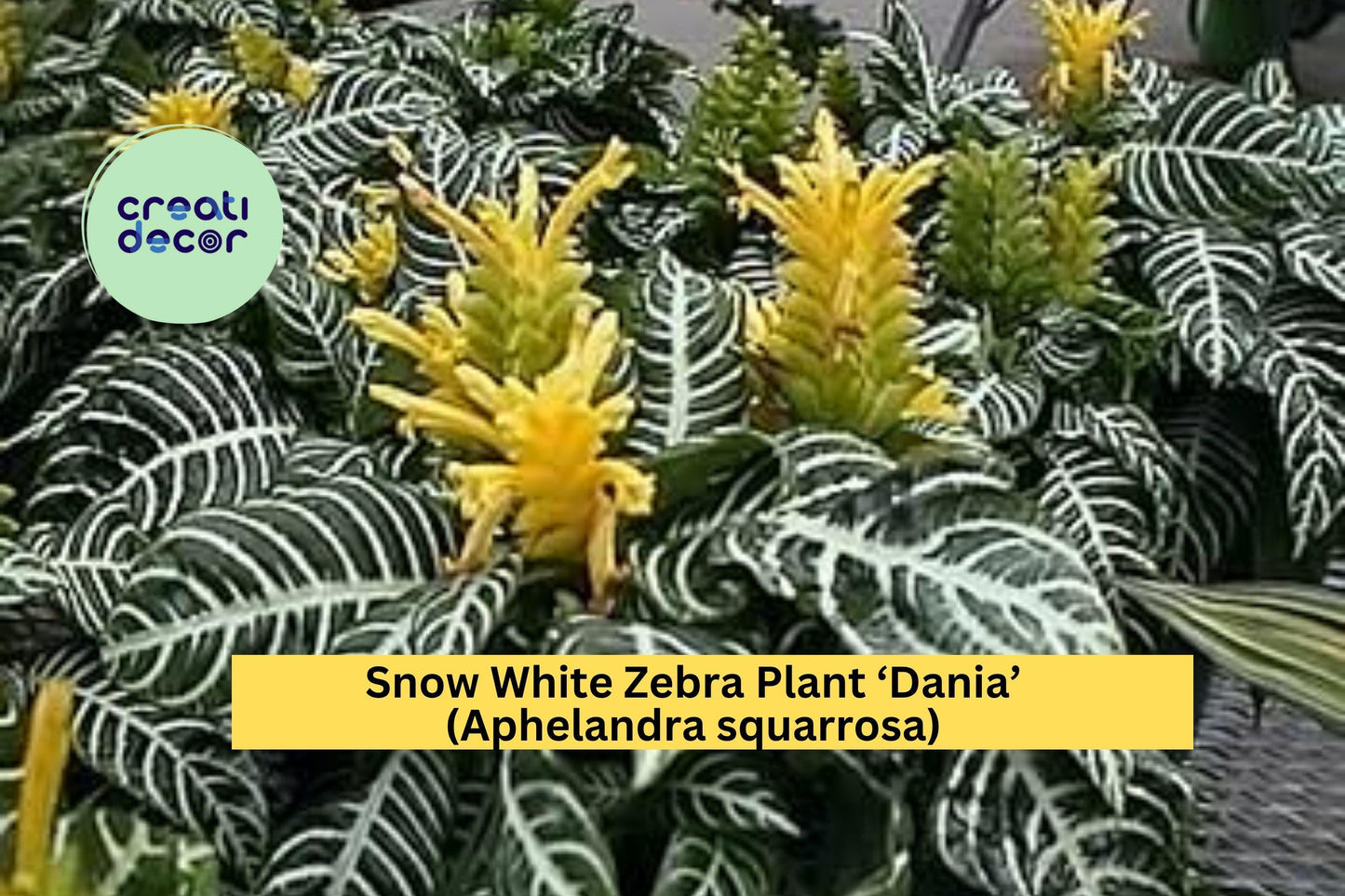 Snow White Zebra Plant ‘Dania’ (Aphelandra squarrosa) – Live Rooted Starter – Striking White-Veined Tropical Houseplant