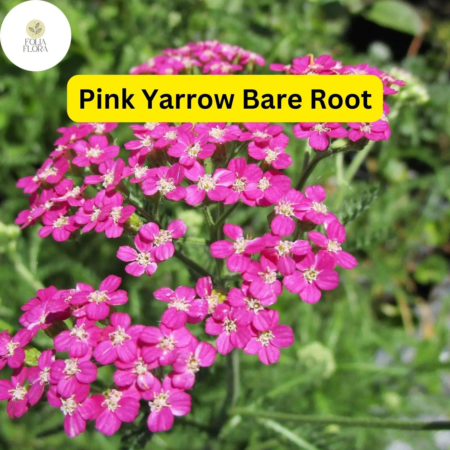 1 Pretty Pink Yarrow (Achillea Millefolium) Perennial Bare Root Live Garden Plant