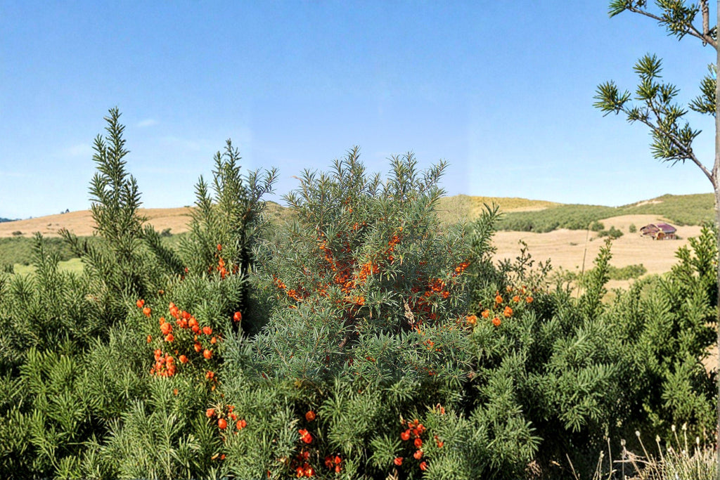 Hippophae rhamnoides – Sea Buckthorn Seeds | 20 Seeds | Hardy Berry Shrub | Bright Orange Superfruit Plant