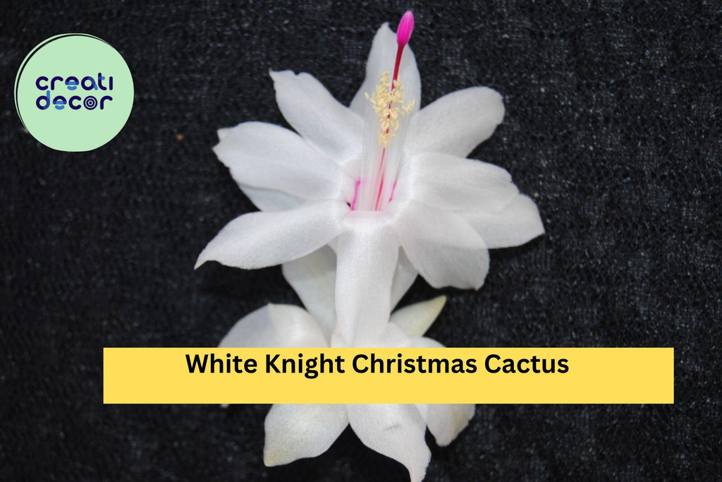 White Knight Christmas Cactus Starter Plant – Schlumbergera truncata, Live Holiday Cactus Cutting, Rare White Bloom Variety