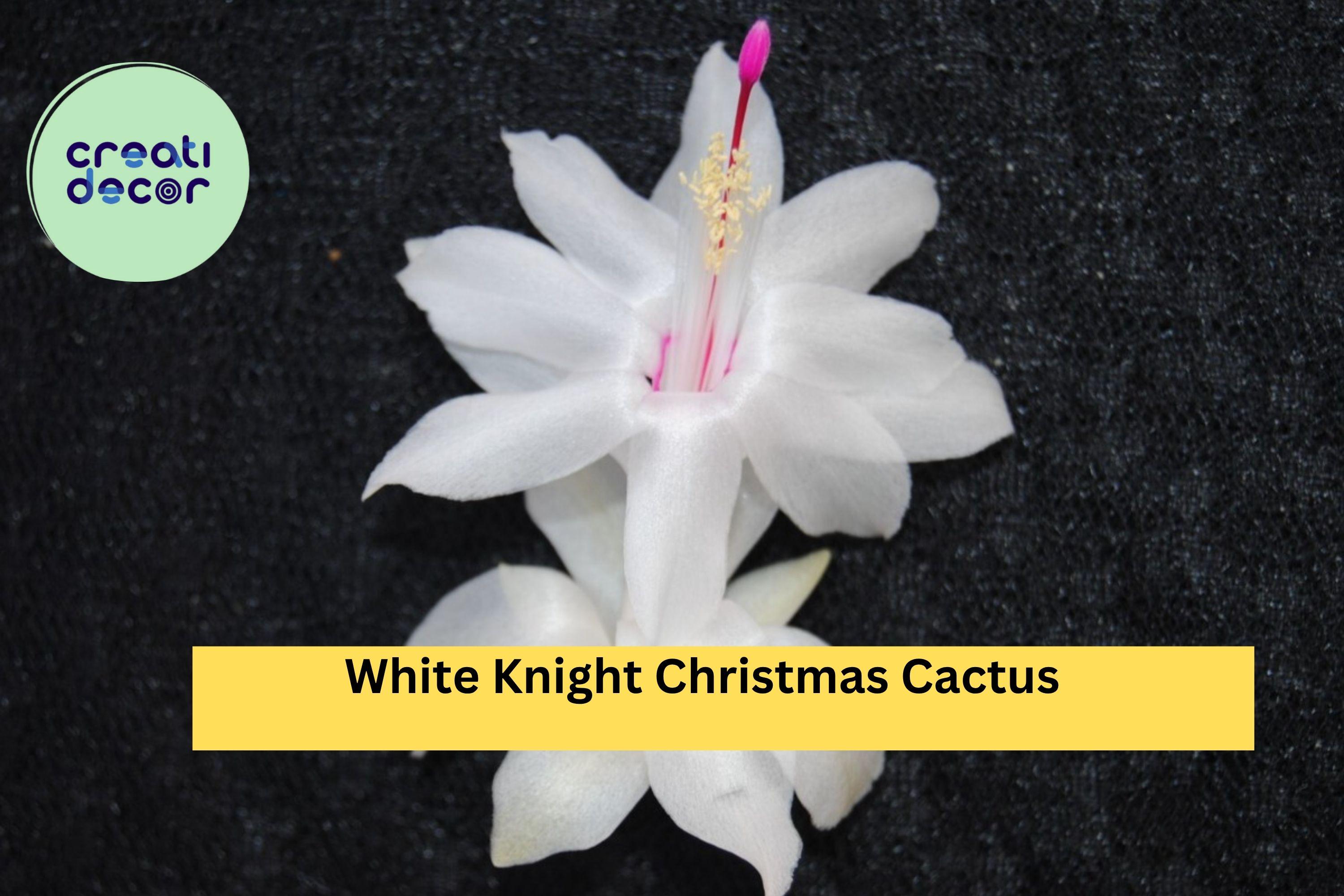White Knight Christmas Cactus Starter Plant – Schlumbergera truncata, Live Holiday Cactus Cutting, Rare White Bloom Variety