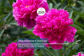 Peony 'Kansas' Bare Roots (3-5 Eyes) - Bright Red Double Blooms, APS Gold Medal Winner, 36" Stems, Easy to Grow