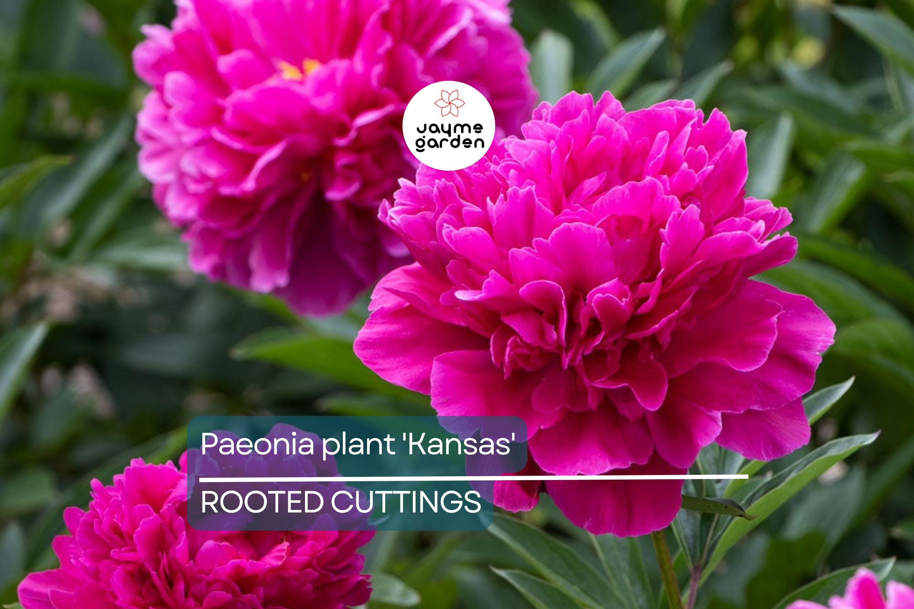 Peony 'Kansas' Bare Roots (3-5 Eyes) - Bright Red Double Blooms, APS Gold Medal Winner, 36" Stems, Easy to Grow