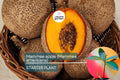 Mamme Apple Tree (Mammea americana) Live Fruit Tree 12”-24” | Grafted for Superior Growth, Exotic Tropical Flavor