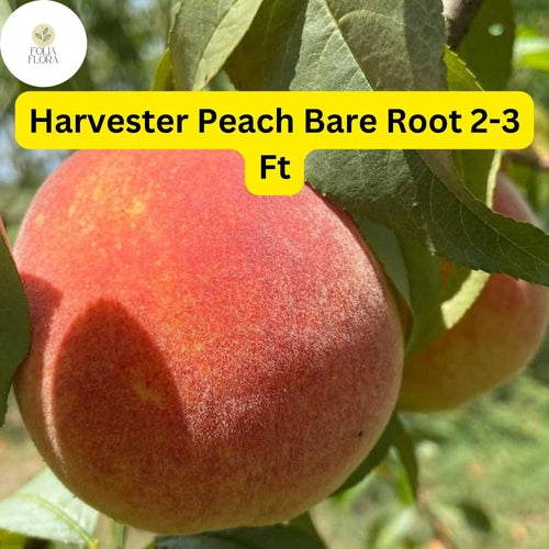 1 Bare Root Harvester Peach Tree (Prunus persica) 2-3 Ft Tall Live Fruit Tree Ready to Plant