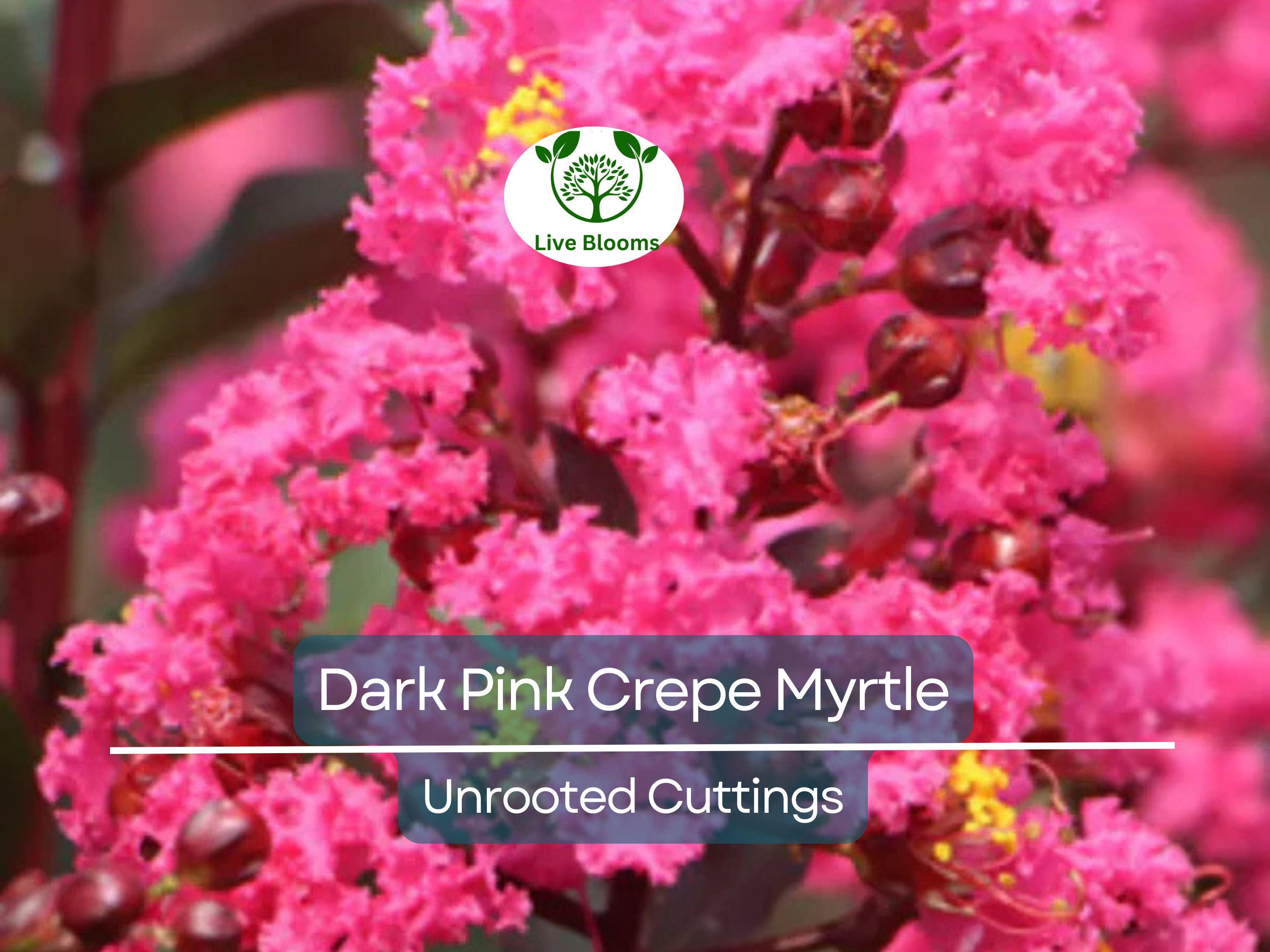 7 Lagerstroemia Indica Dark Pink Crepe Myrtle Live Flower Plant Tree Unrooted Cuttings (6") - Stunning Flowering Tree