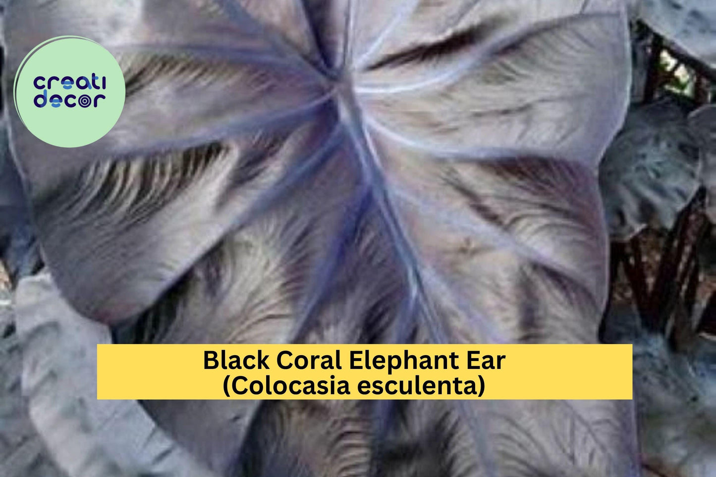 Black Coral Elephant Ear – Colocasia esculenta – Live Small Rooted Starter Plant, Tropical Perennial for Garden or Patio