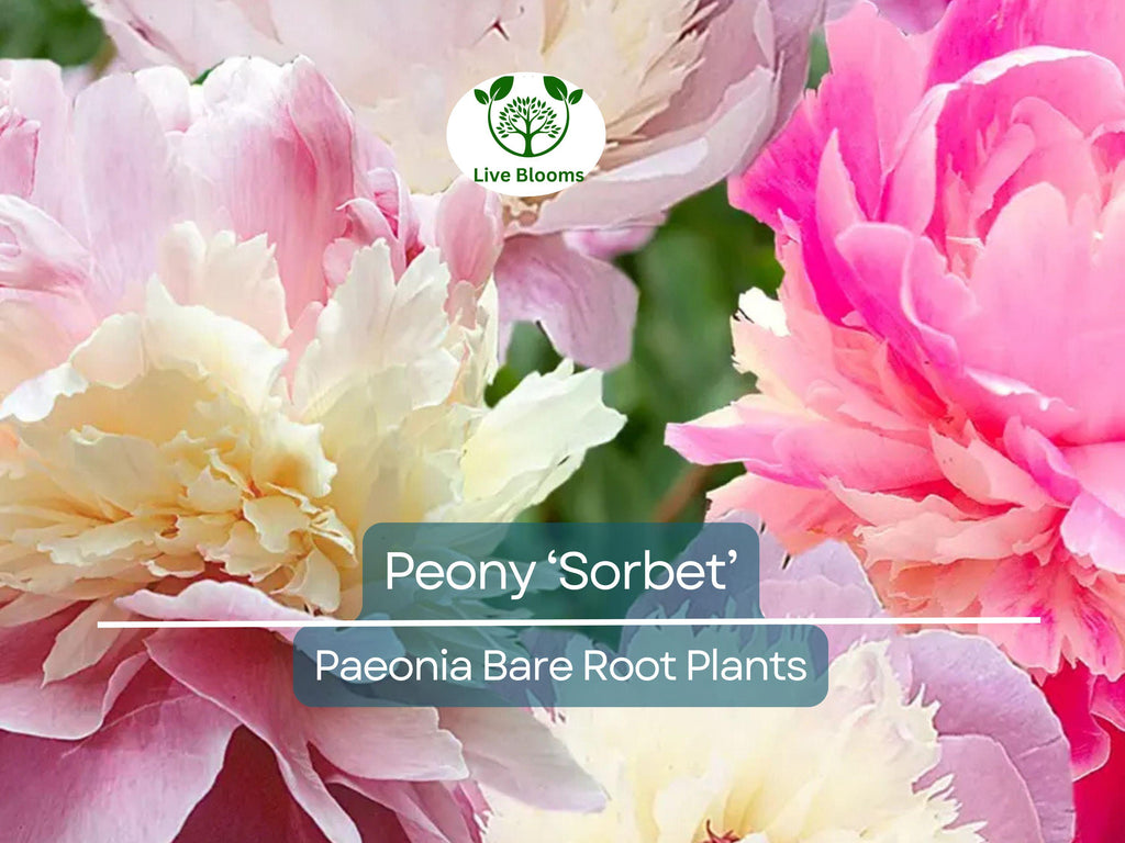 1 Peony ‘Sorbet’ – Bare Root Plant – Organic Grown Perennial with Big, Beautiful Double Blooms – Fragrant & Easy-Care