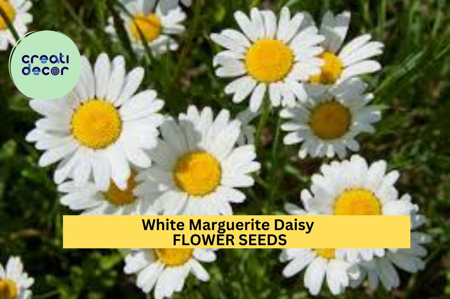200+ White Marguerite Daisy Seeds – Classic White Blooms with Yellow Centers for Garden Planting, Long-Blooming Annuals – USA