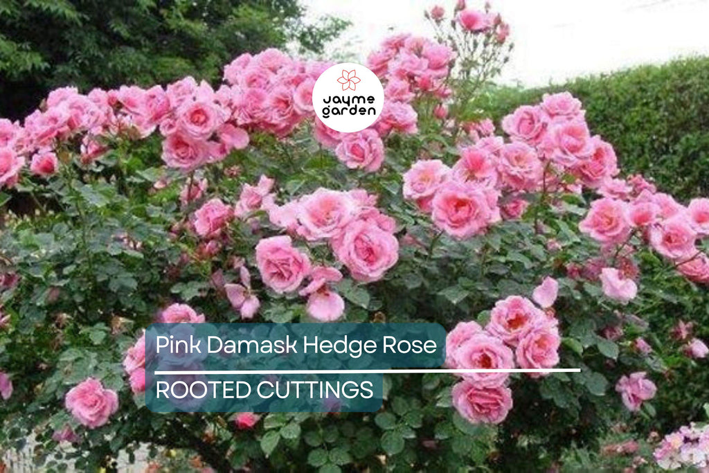 Pink Damask Hedge Rose in 4" Planter - Well Rooted, Fragrant Pink Blooms, Spring & Summer