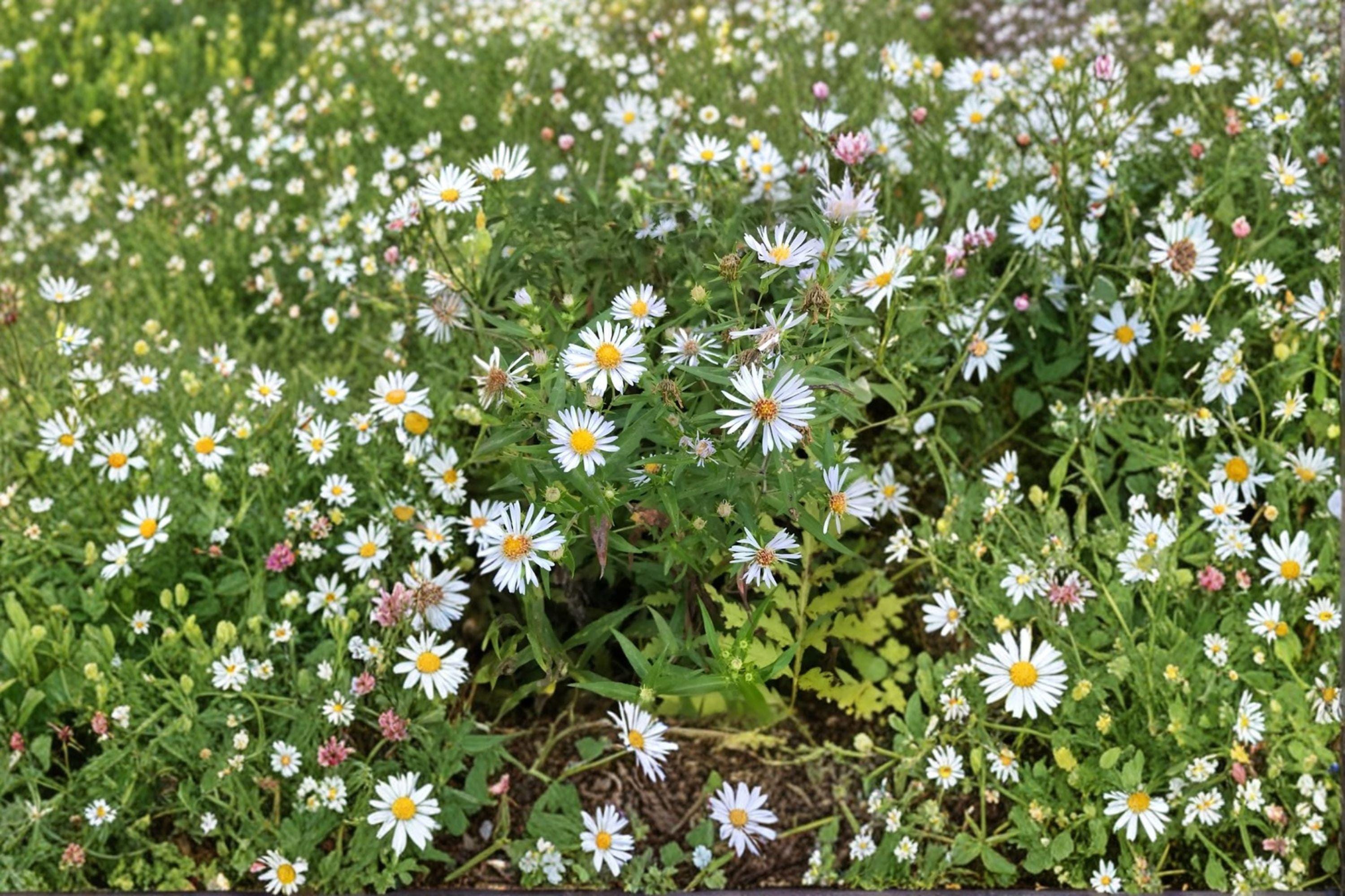 Symphyotrichum firmum – Shining Aster | 100 Seeds | Native Purple Aster Wildflower | Pollinator Garden Plant