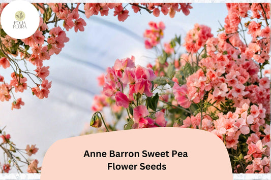 50+ Anne Barron Sweet Pea Seeds | Soft Pink Tall Climbing Cottage Garden Flowers