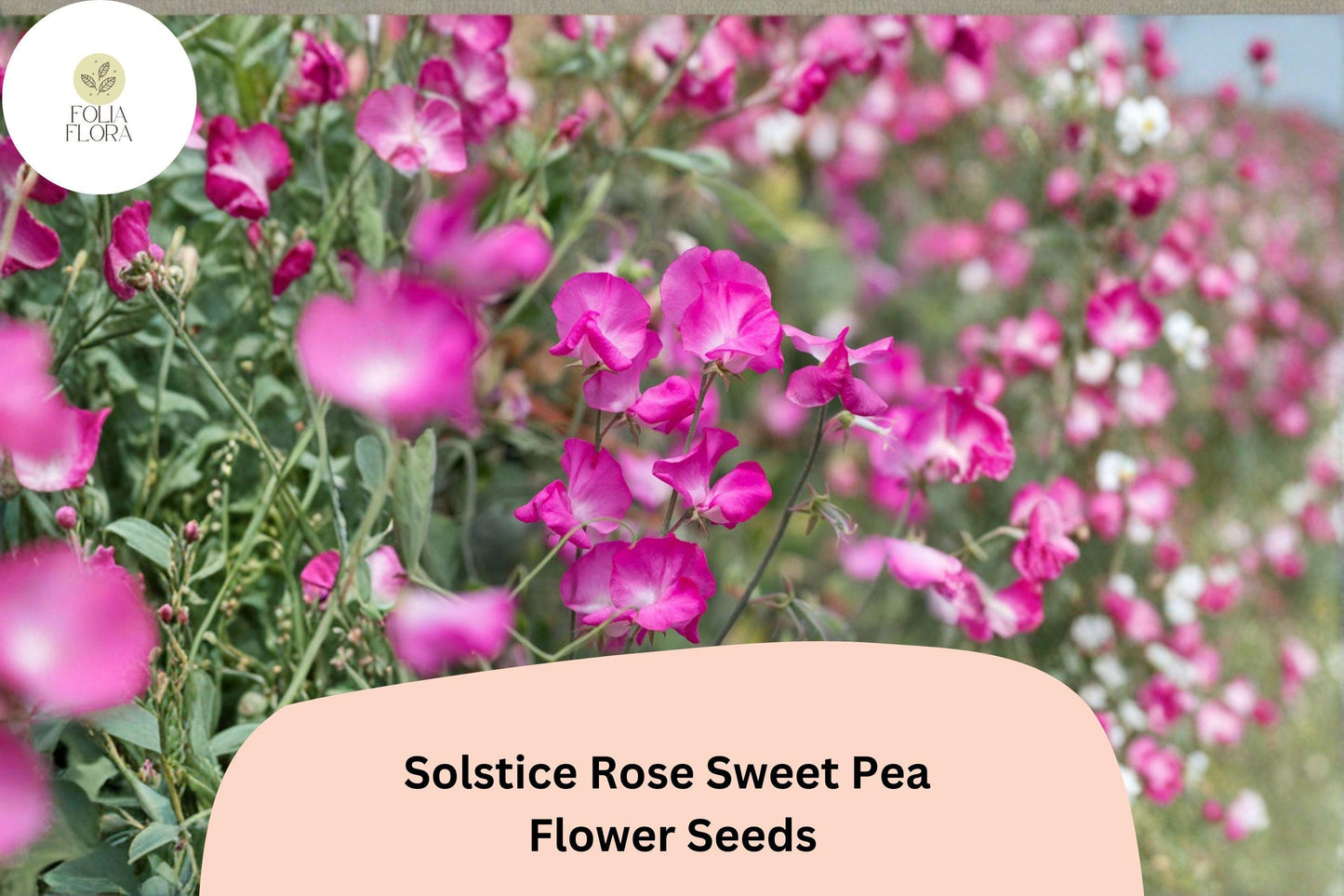 Solstice Rose Sweet Pea Seeds | Lathyrus odoratus Climbing Vine (50+ Seeds) for Garden Planting