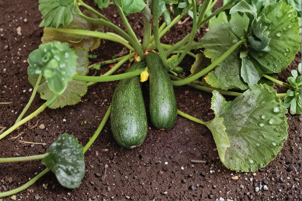 Dark Green Zucchini – Summer Squash 10 Seeds | Classic Zucchini | Smooth Dark Green Skin | Heavy Producer
