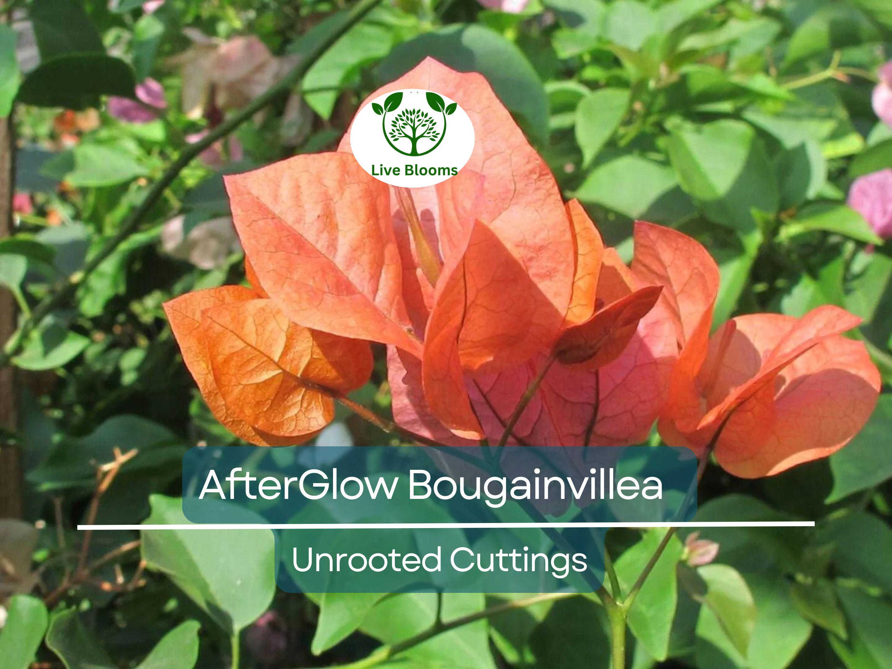 12 Organic Unrooted Cuttings Pink Orange After Glow Bougainvillea - Vibrant, Healthy, Perfect for Planting & Propagation