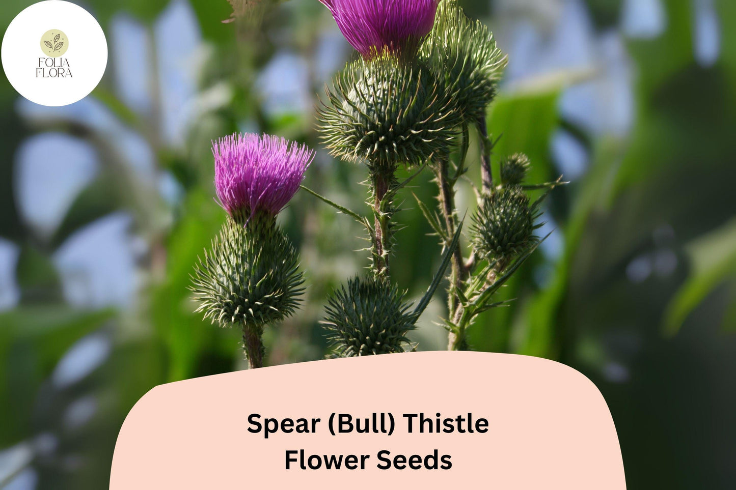 200+ Spear (Bull) Thistle Seeds | Cirsium vulgare | Garden Flower & Pollinator-Friendly Seeds | Ornamental Biennial Plant