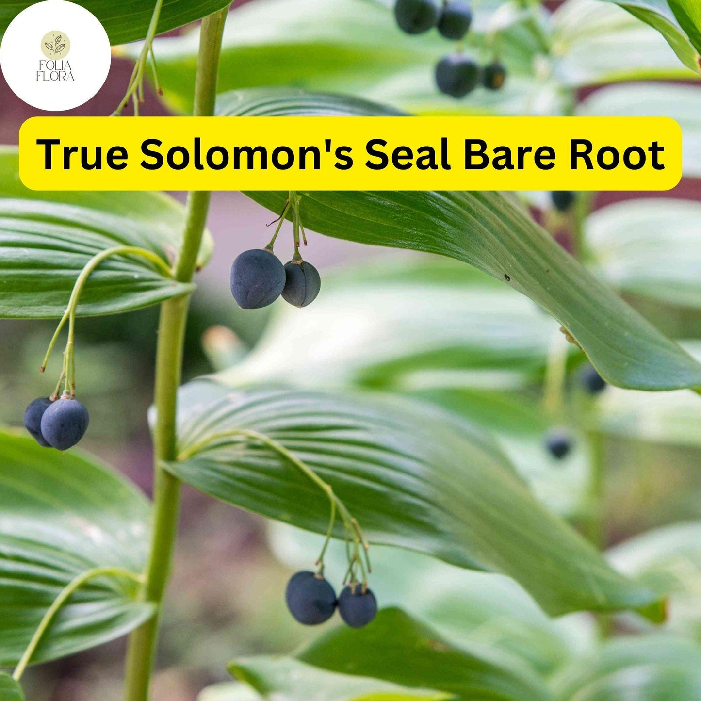 10 True Solomon's Seal Plants (Polygonatum biflorum) - Bare Root