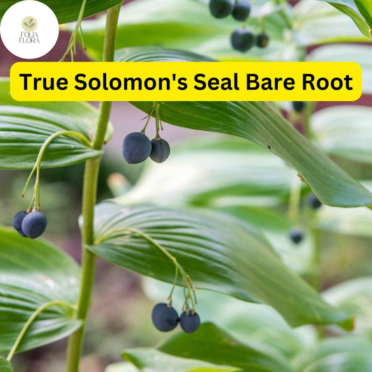 10 True Solomon's Seal Plants (Polygonatum biflorum) - Bare Root
