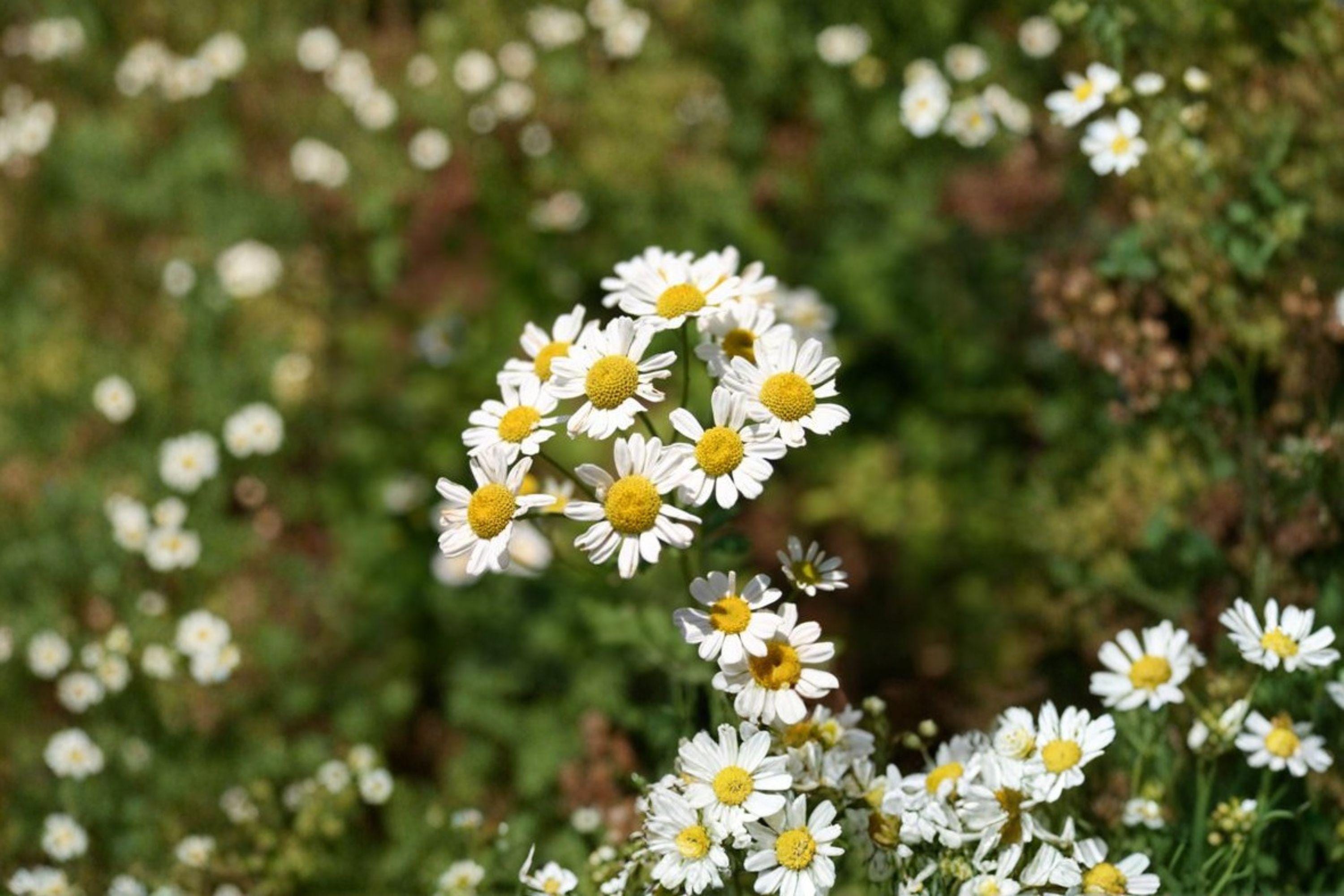 German Chamomile Seeds – Matricaria recutita | 100 Seeds | Herbal Tea Flower Plant | Easy to Grow